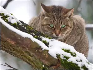 Śnieg, Kot, Drzewo