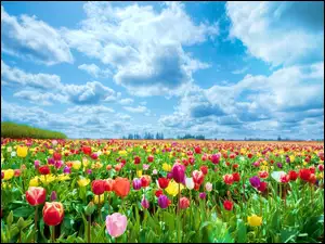 Chmury, Kolorowe, Tulipany