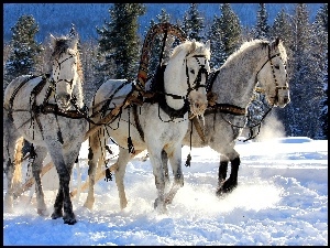 Zima, Zaprzęg, Śnieg, Konie