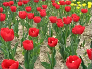 Pole, Tulipanów