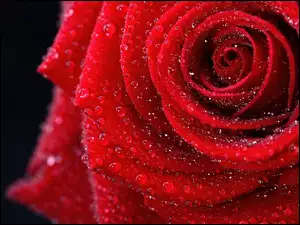 Róża, Rosy, Czerwona, Kropelki