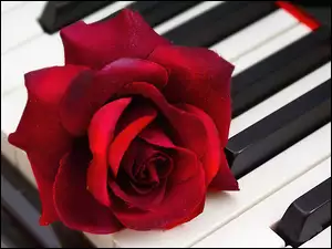 Fortepian, Róża, Klawisze