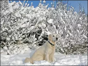 Śnieg, Labrador, Krzewy, Biszkoptowy