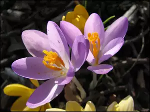 Kwiaty, Krokusy, Natura