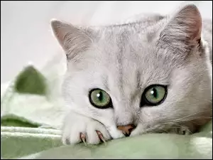 Oczy, Piękny, Kot, Biały, Zielone