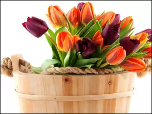 Tulipany, Drewniany, Ceberek