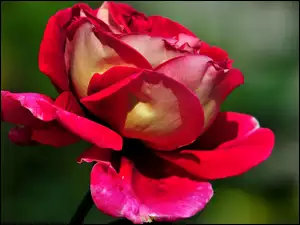 Kwiat, Róża, Płatki
