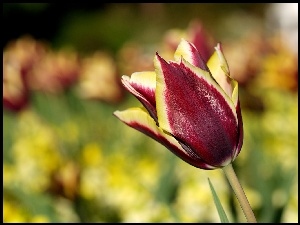 Tulipan, Czerwono, Żółty