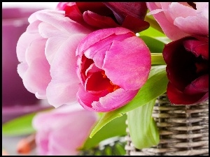 Koszyk, Różowe, Tulipany