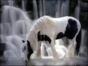 Woda, Koń, Wodospad