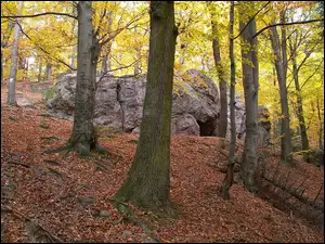 Drzewa, Jaskinia, Głazy, Wejście