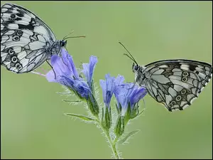 Niebieski, Motyle, Kwiat, Dwa