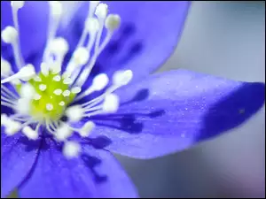 Pręciki, Niebieski, Kwiat