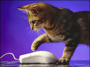 Komputerowa, Kotek, Mysz