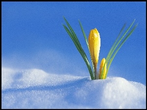 Śnieg, Krokus, Żółty