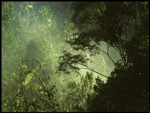 Dżungla, Drzewa, Las