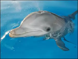 Basen, Delfin