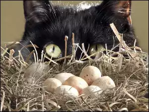 Jajka, Czarny, Oczy, Kot, Gniazdo