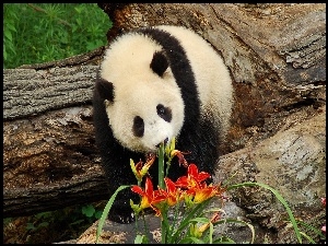 Kwiaty, Miś, Panda
