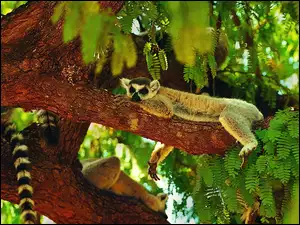 Lemur, Ogon, Drzewo, Zieleń
