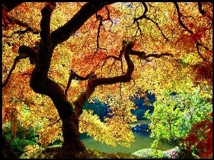 Jesień, Klon japoński