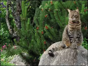 Kot, Iglaki, Kamień, Drzewa