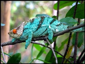 Niebieski, Kameleon