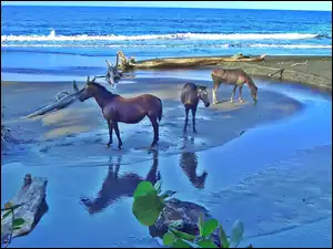 Trzy, Morze, Konie, Plaża