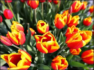 Czerwony, Tulipany, Żółty