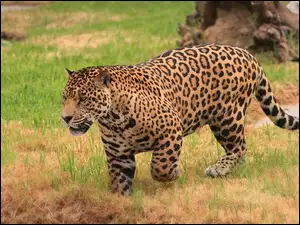 Kot, Leopard, Dziki
