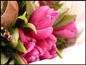 Tulipanów, Bukiet, Różowych