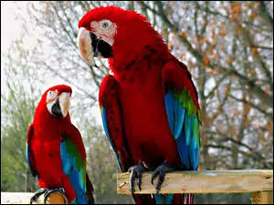 Dwie, Papugi, Czerwono, Niebieskie