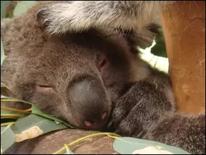 Drzewo, Koala, Eukaliptusowe, Śpiący