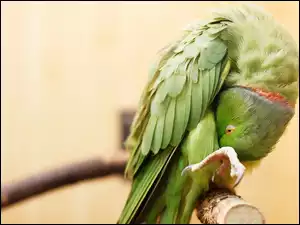 Papuga, Zielona, Zgięta