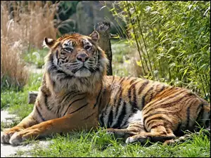 Trawy, Leżący, Tygrys