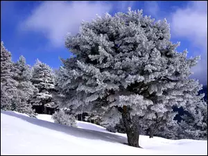 Drzewo, Góry, Stok, Zima