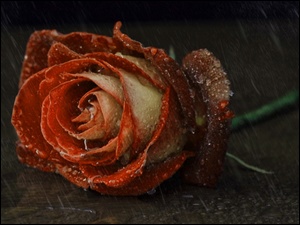 Deszcz, Ścięta, Róża