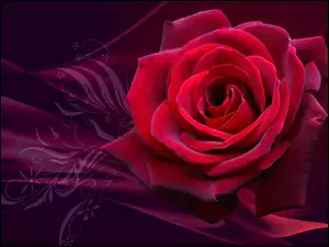 Grafika, Kwiat, Róża
