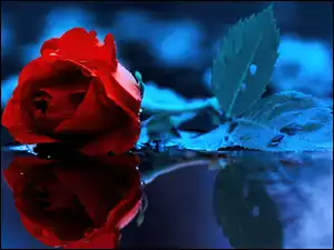 Tło, Róża, Niebieskie
