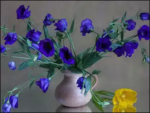 Niebieskie, Tulipan, Kwiaty, Żółty