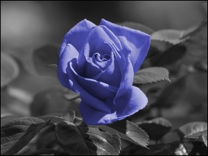 Listki, Niebieska, Róża