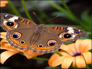 Motyl, Kwiaty