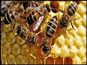 Przczoły, Praca
