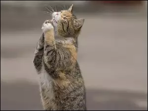 Kot, Modlący, Się