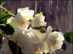 Deszczu, Róże, Krople