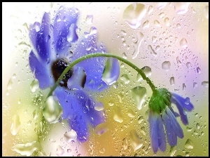 Niebieskie, Deszczu, Kwiaty, Krople