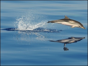Odbicie, Delfin, Ocean