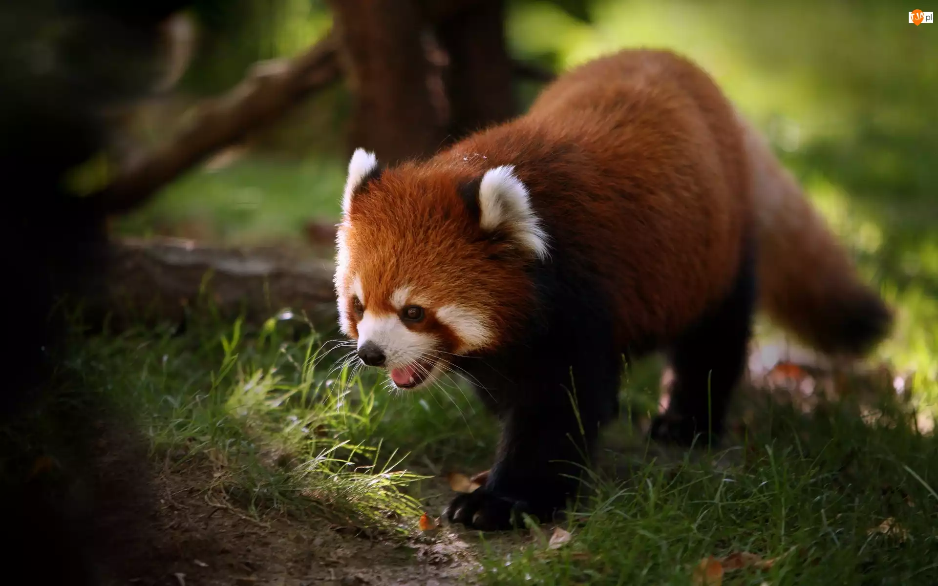 Pandka ruda, Panda, Czerwona