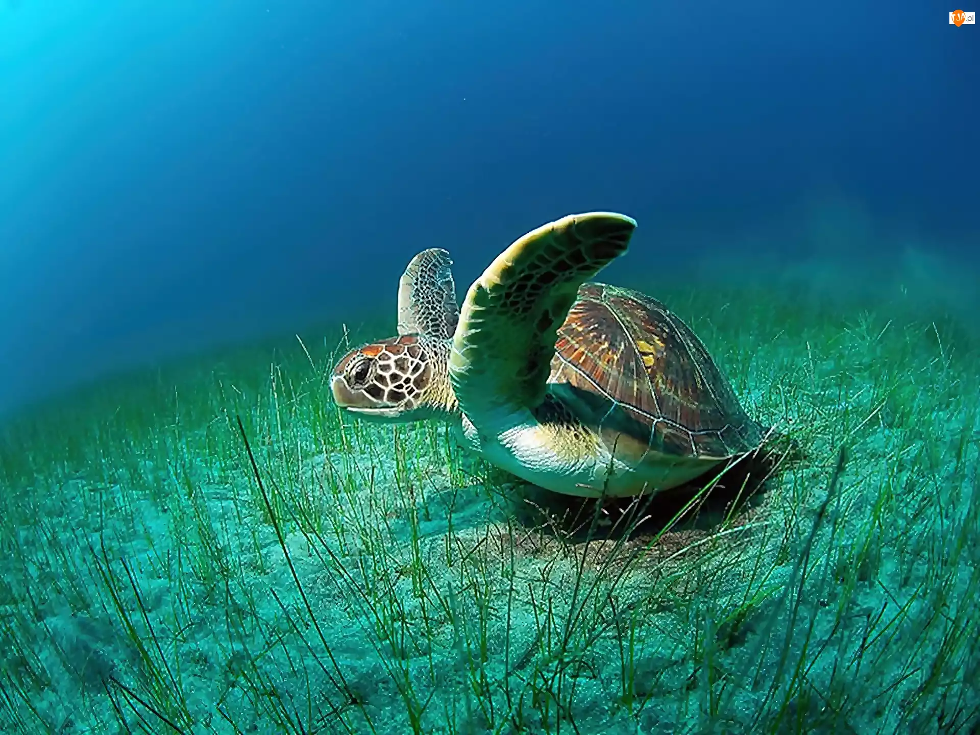 Żółw, Morze