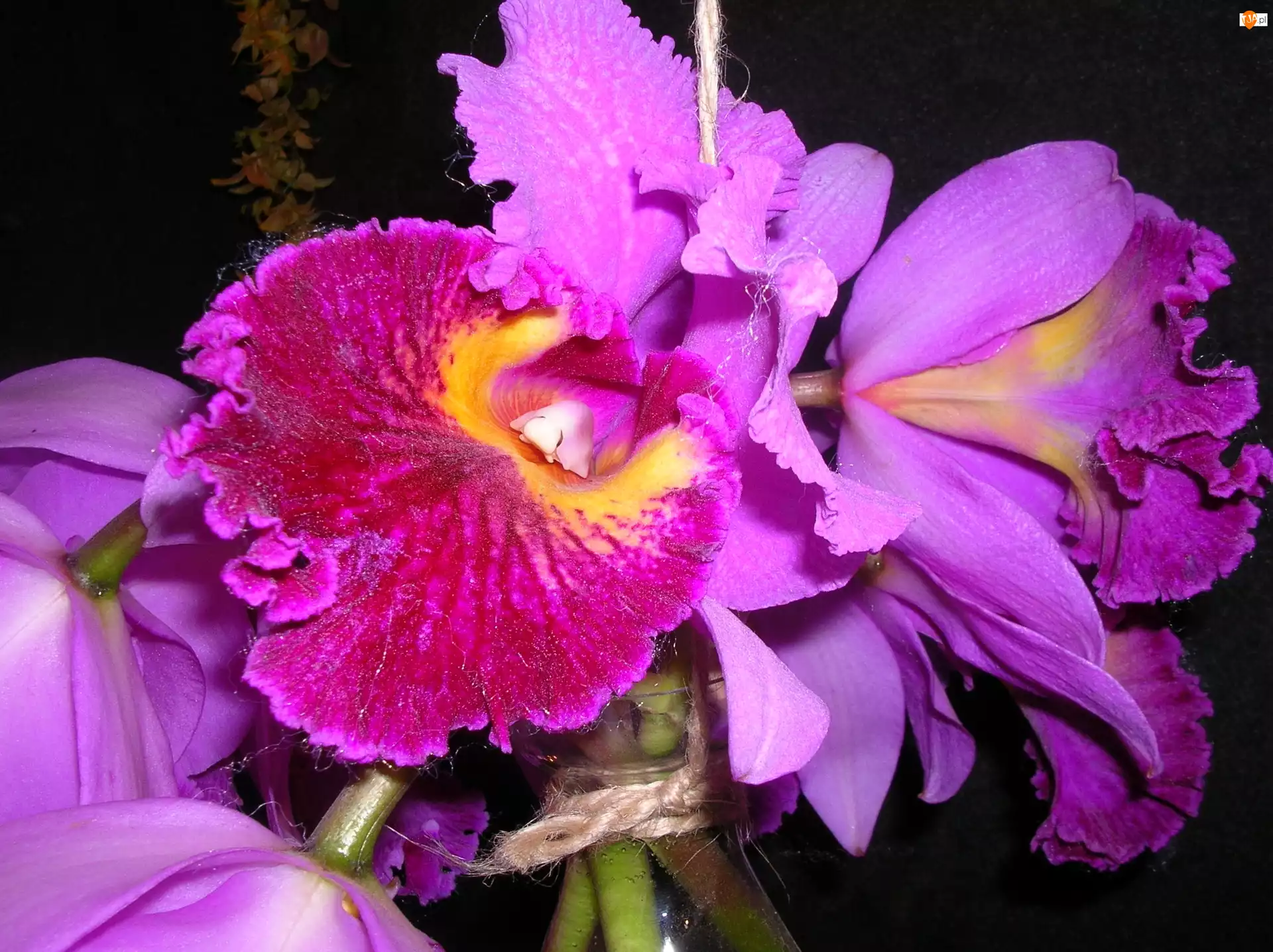Fiolet, Orchidea